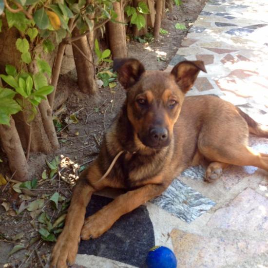 Jagger, croisé rottweiler et malinois de 5 mois