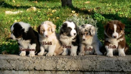 Bergers australiens chiots p1150196 2