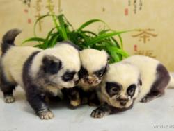 chiot chien panda 2