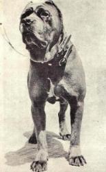 canecorsoancien1-186x300.jpg