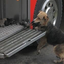 chienne-sauve-ses-chiots-d-un-incendie.jpg