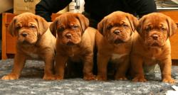 chiot-dogue-de-bordeaux.jpg