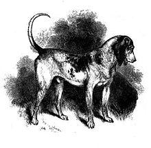 southern-hound.jpg