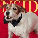 uggie-reasonably-small.jpeg