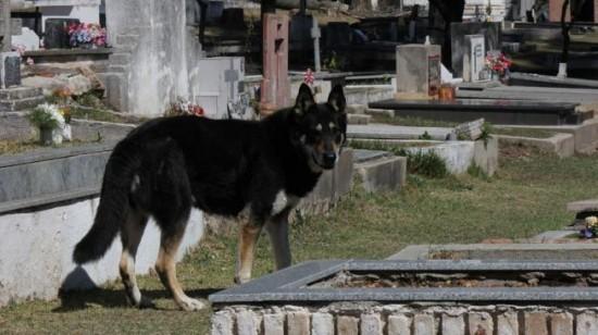 un-chien-reste-pres-de-la-tombe-de-son-maitre2.jpg