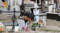 un-chien-reste-pres-de-la-tombe-de-son-maitre3.jpg