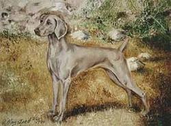 weimaraner2xh7-1.jpg