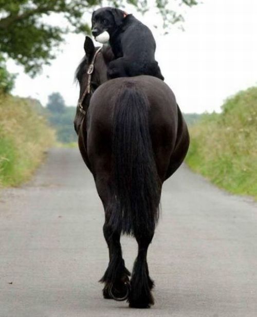 sympa mon pote le cheval