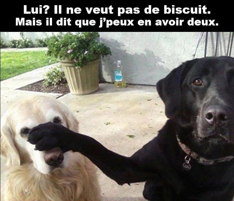 c'est pour moi le biscuit, pas lui