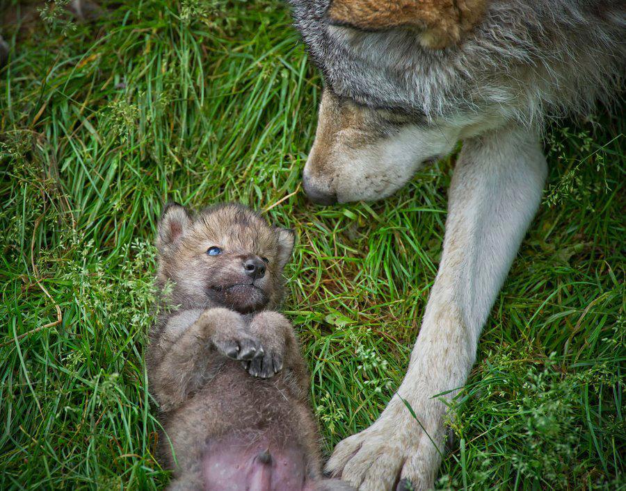 oui maman !