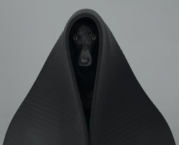 dog vador