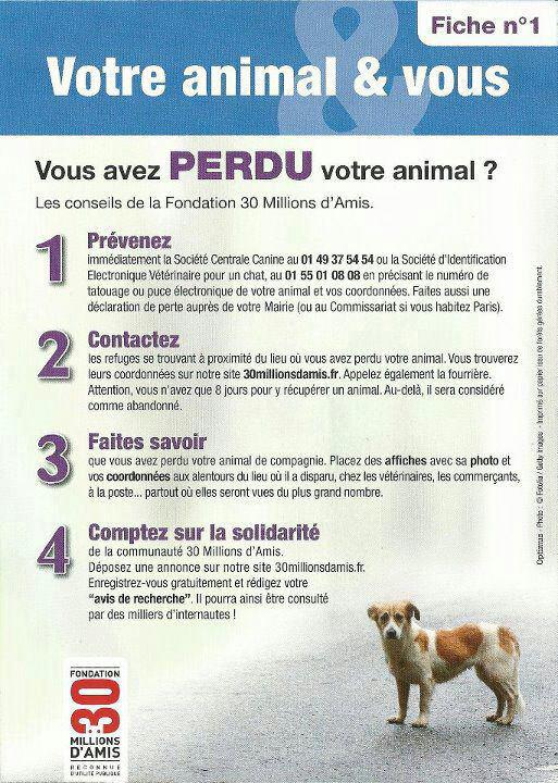 Vous avez perdu votre chien