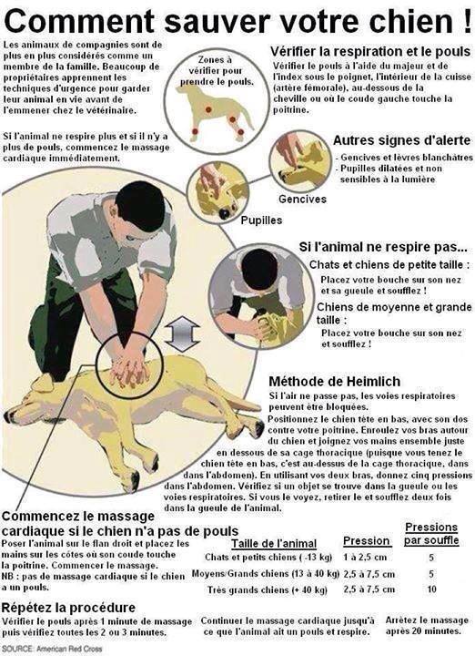 massage cardiaque pour les chiens