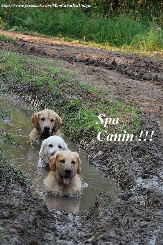 SPA canin 