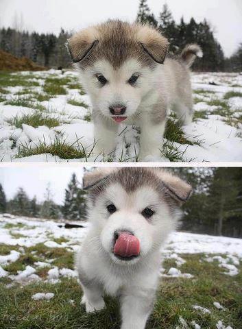 husky