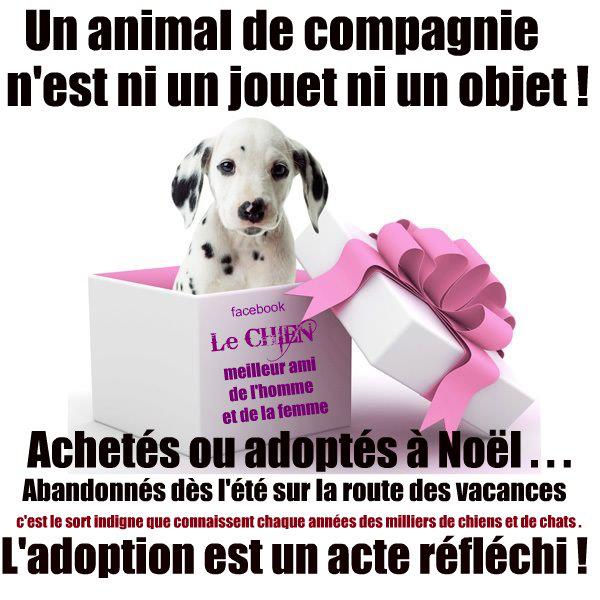 un animal de compagnie n'est un jouet ni un objet !