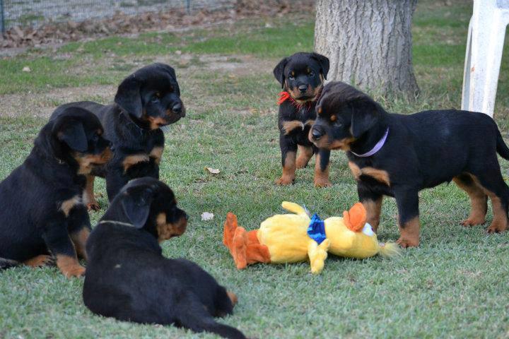 petit meeting autour du canard