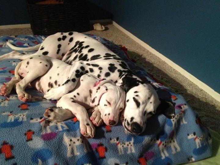 dalmatien...jusqu'à la couette !