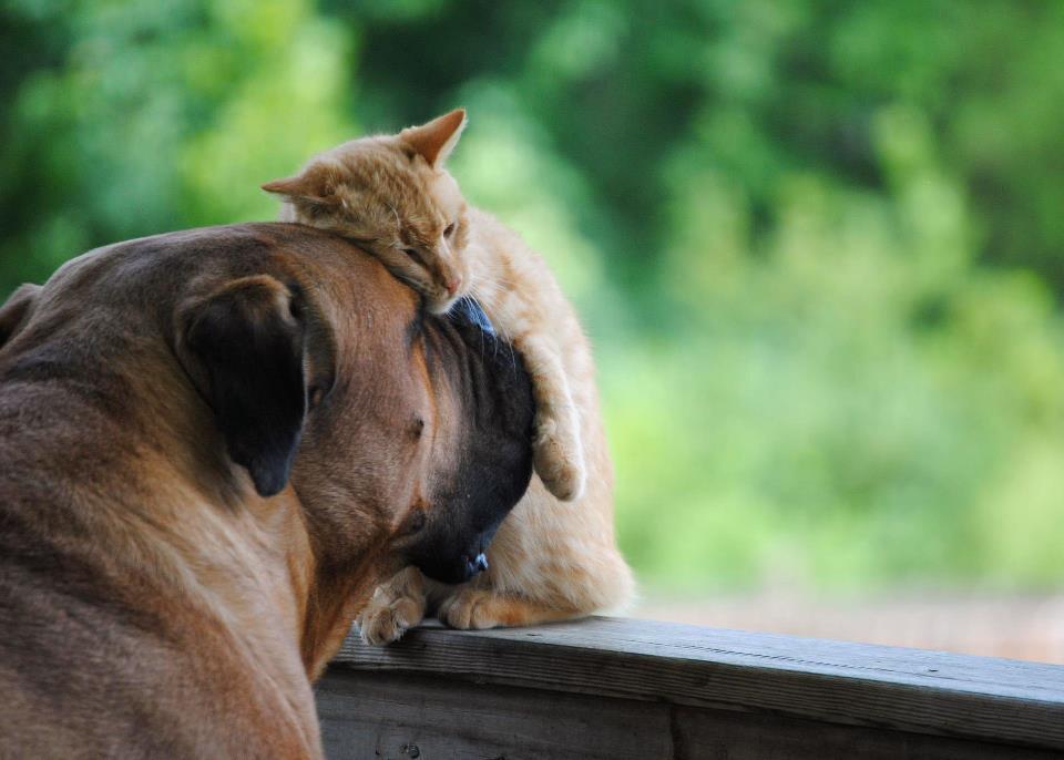 tendre affection