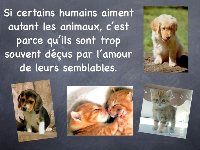 l'amour des animaux