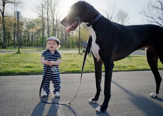 pas bouger le chien