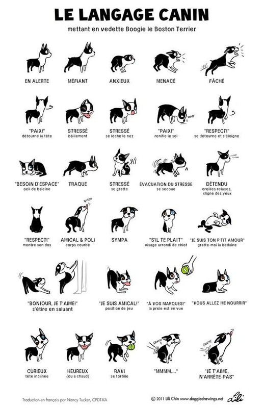 le langage canin