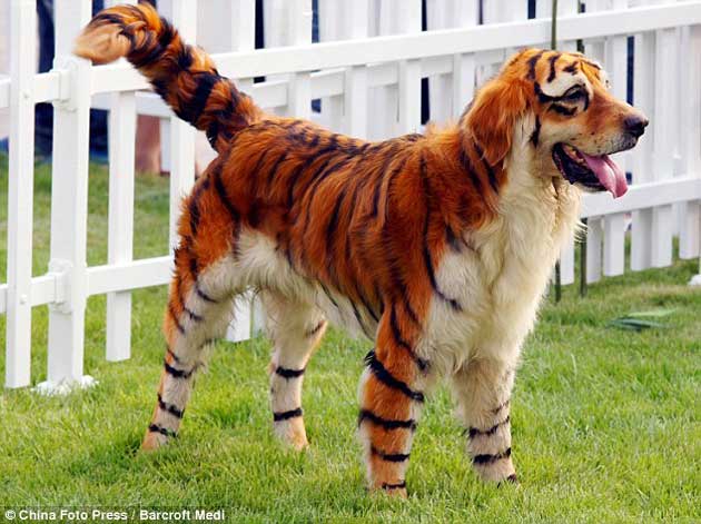 chien tigre