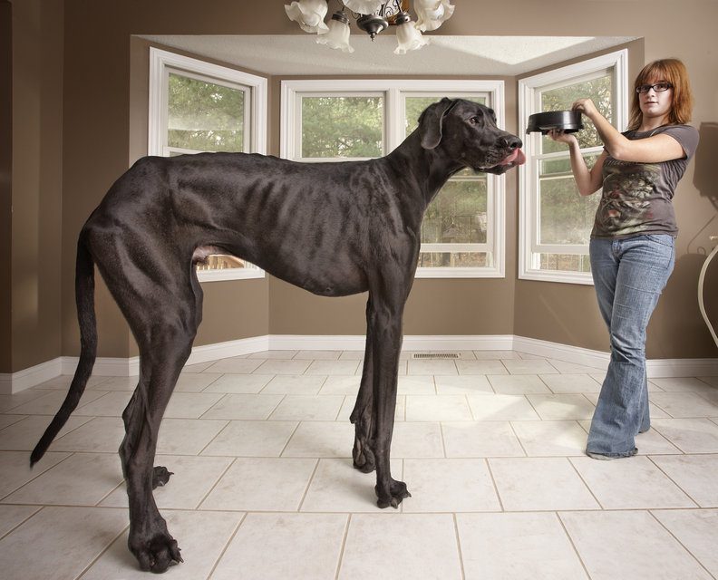 le plus grand chien du monde