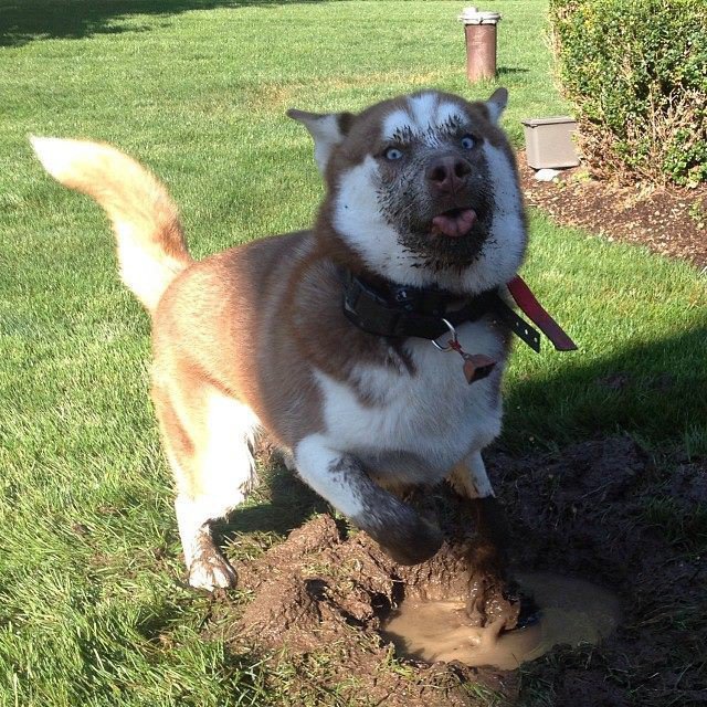 bah quoi ! un bain de boue c'est cool !