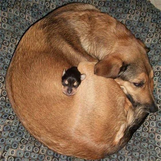 une boule d'amour