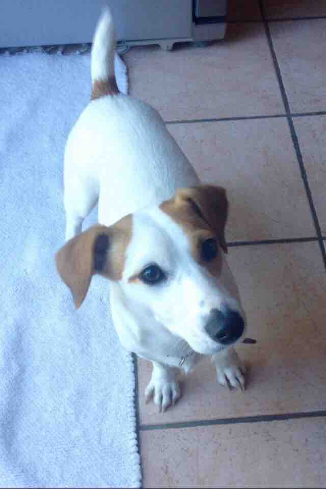 Jules, jack russel de 11 mois