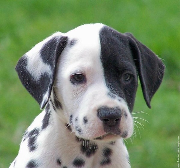 dalmatien