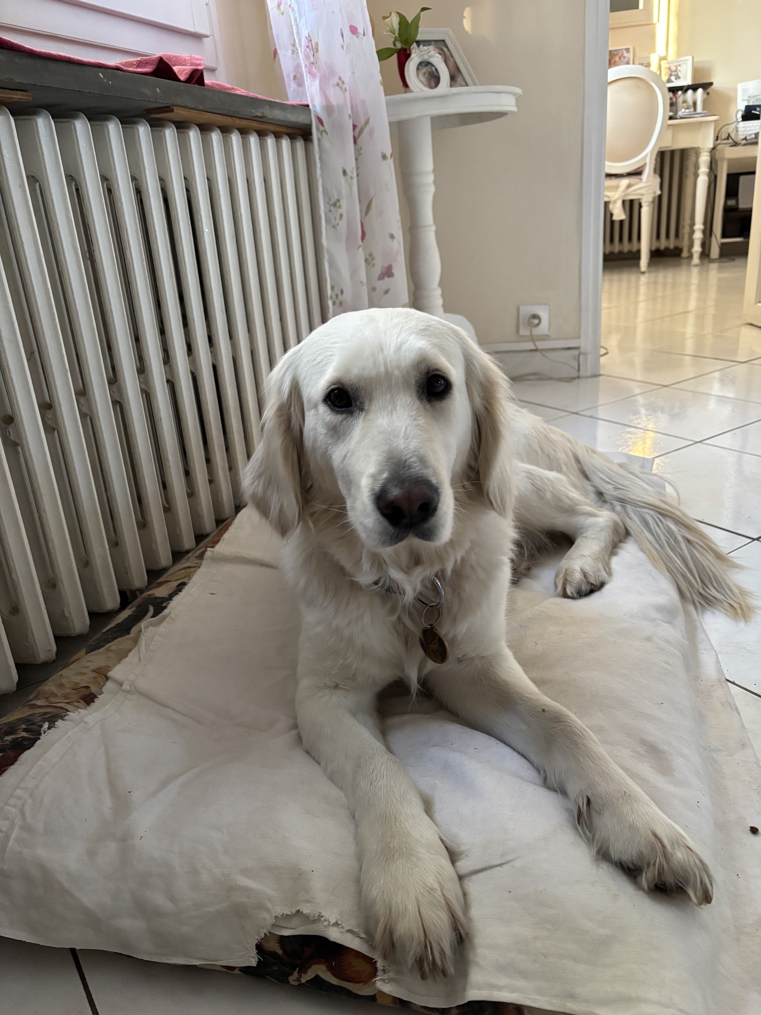 Bella golden 5 ans