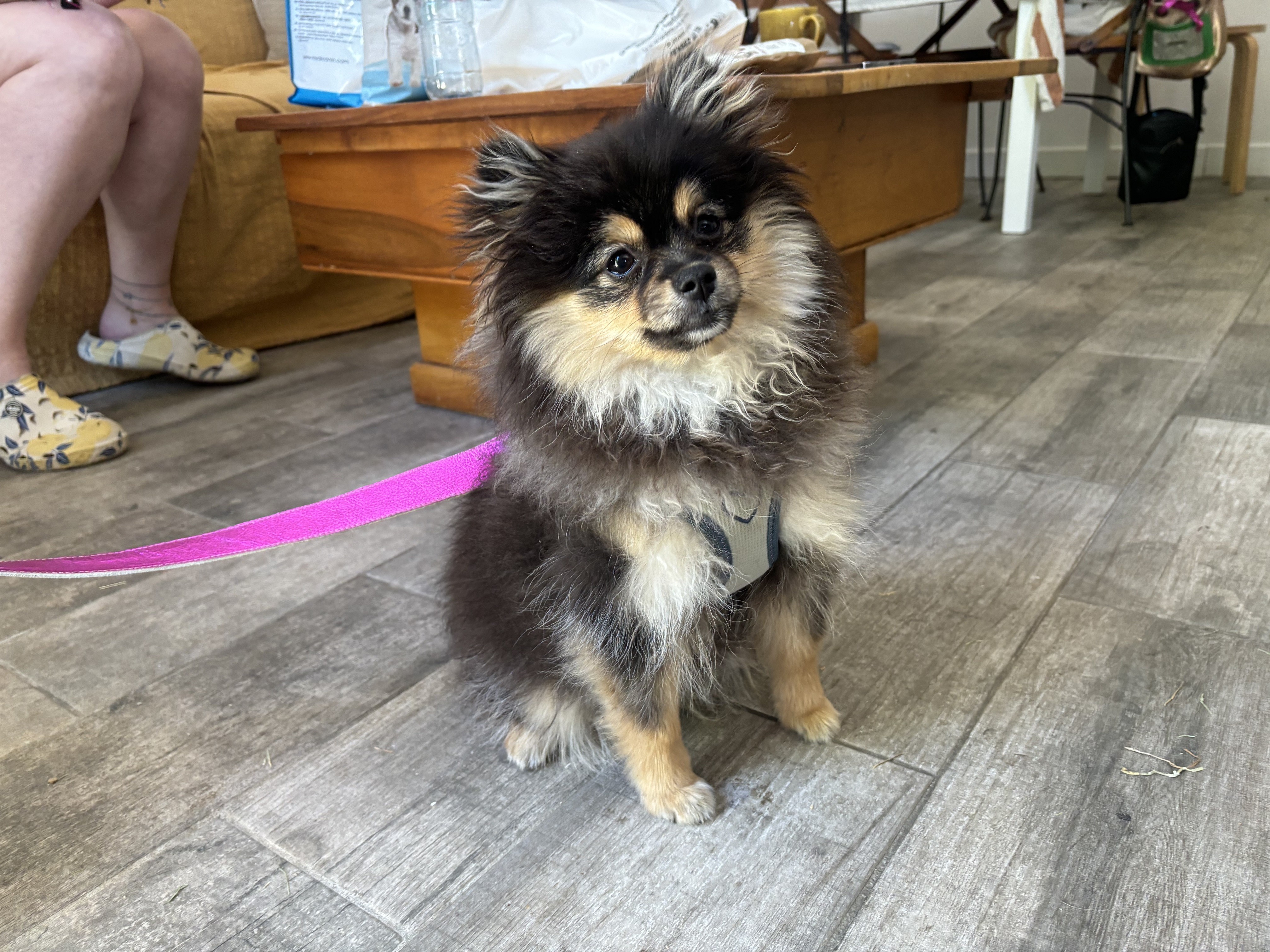 Belle, spitz 6 mois