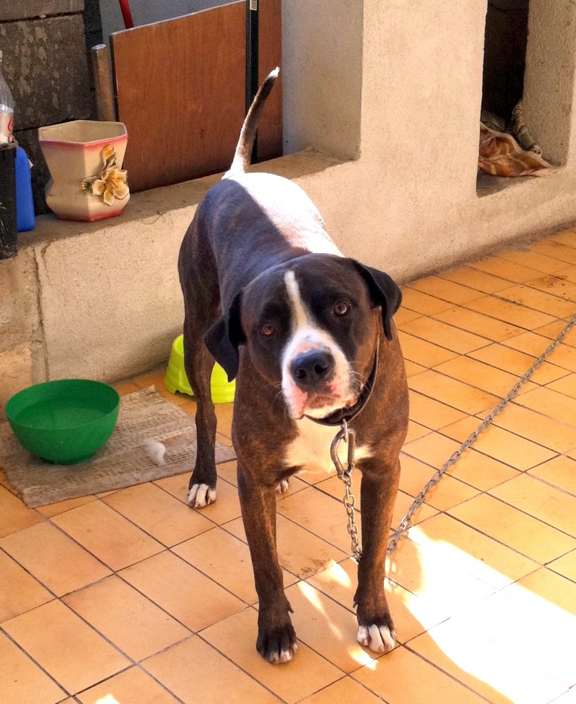 Black 2 ans et demi, croisé rottweiler et dogue argentin