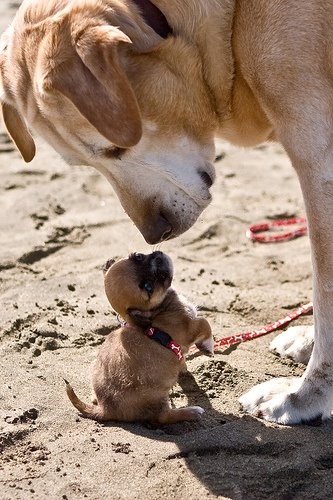 je suis petit ! mais alors !!!