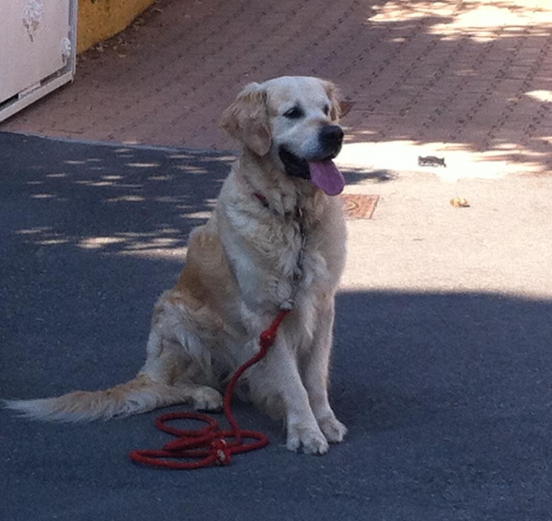 canaille, golden de 3 ans