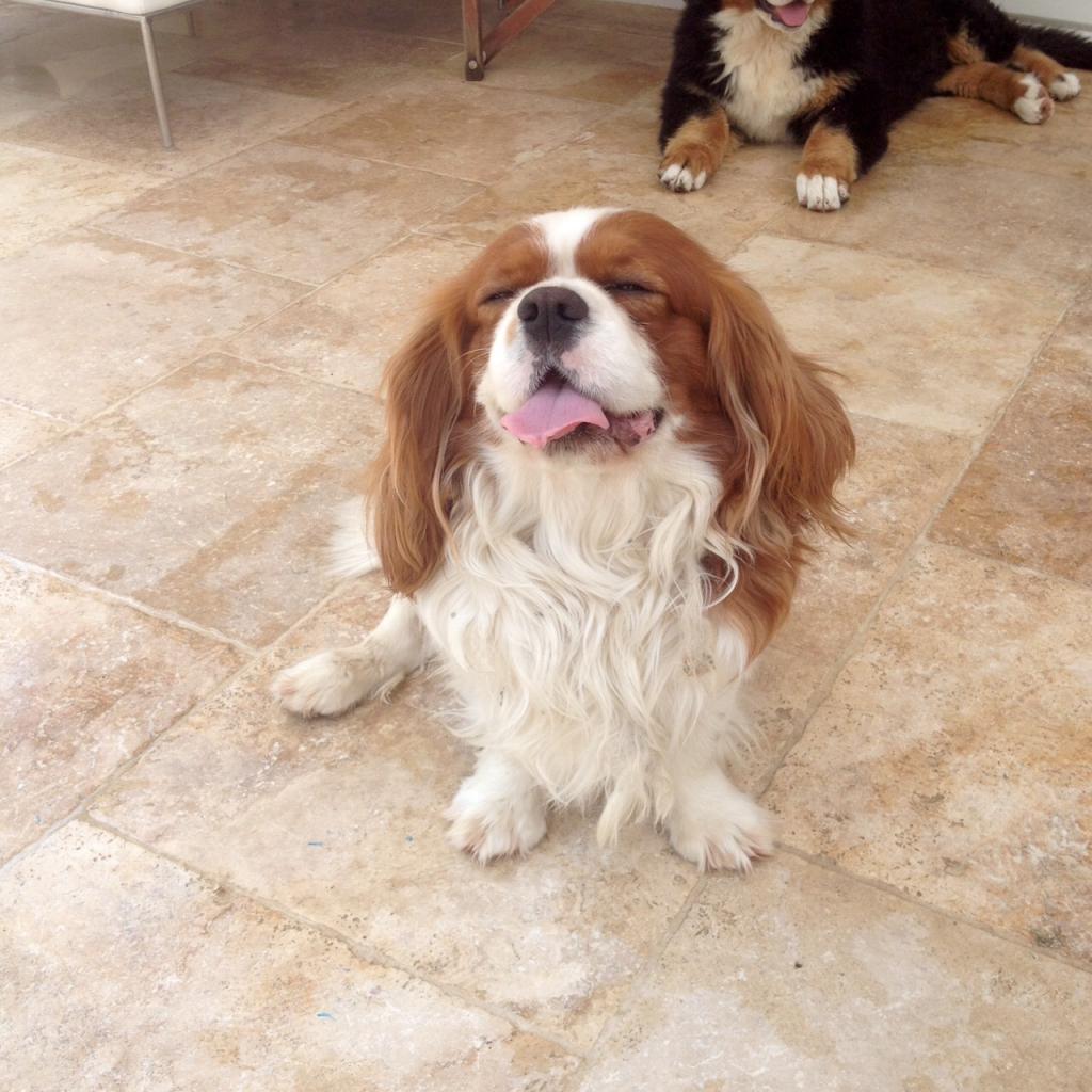 Charlie, cavalier King Charles de 2 ans 1/2