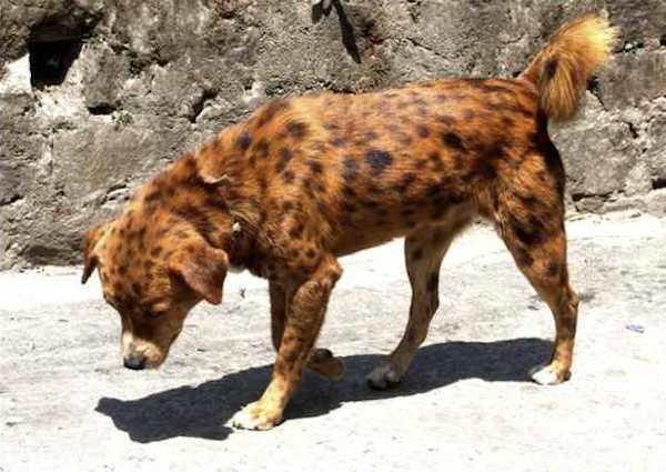 chien africain