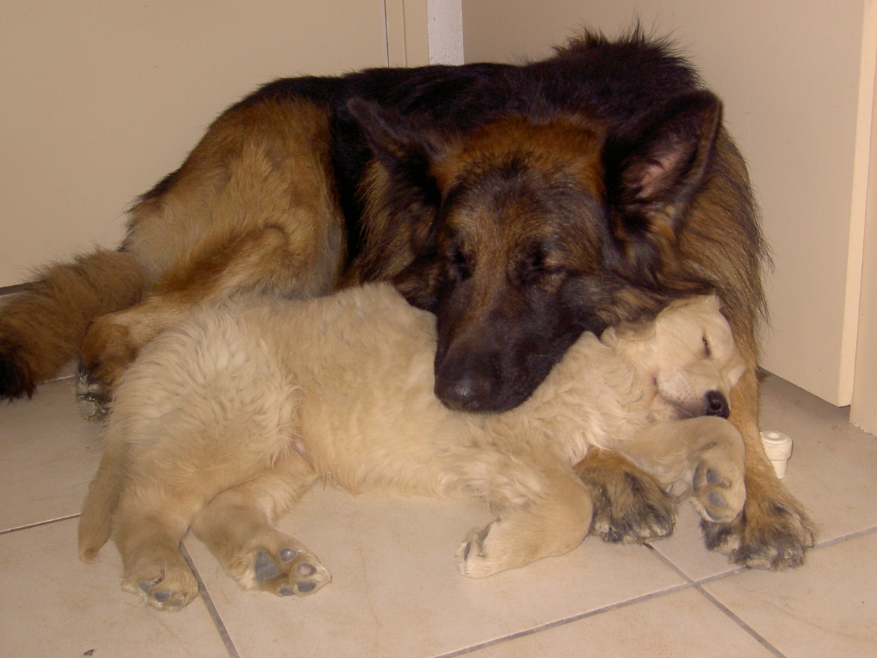 Une sieste à deux, c'est mieux !