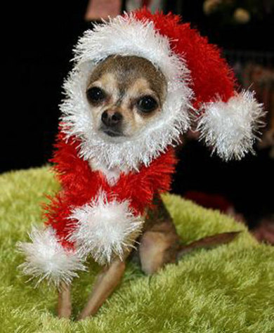 chihua-noel