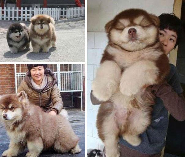 chow chow & husky