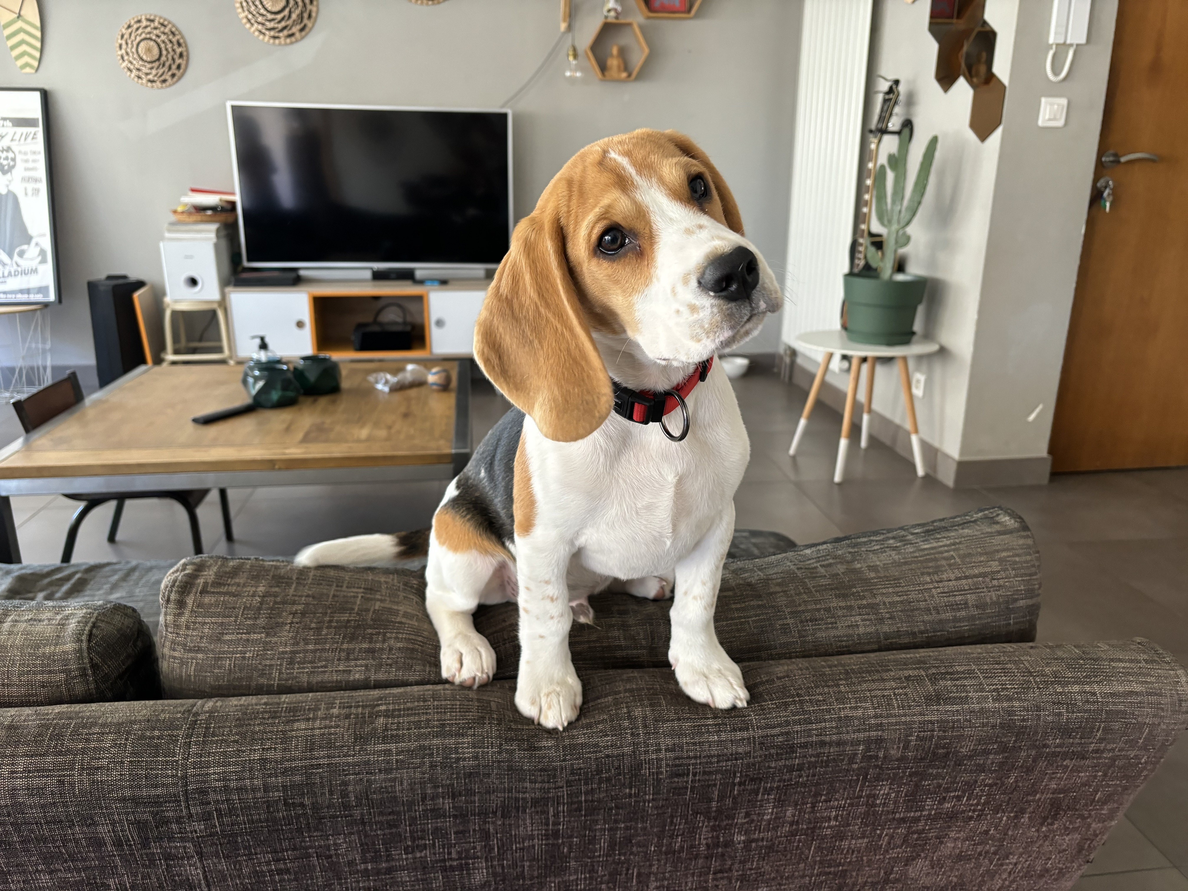 Cooper, beagle 4 mois