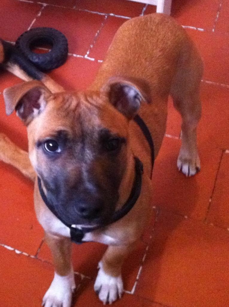 daisy, 5 mois staffie