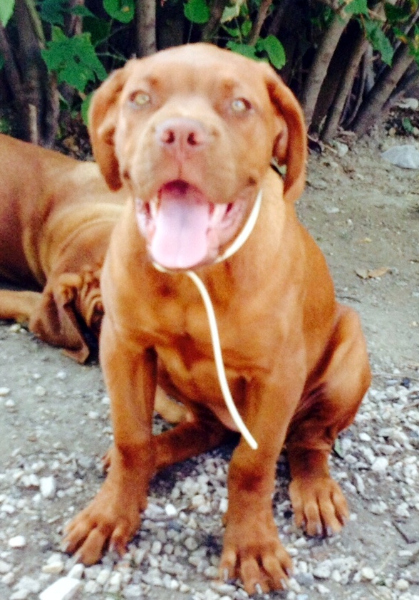 Era, dogue de bordeaux de 3 mois