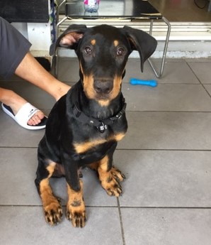 Nox, beauceron 3 mois