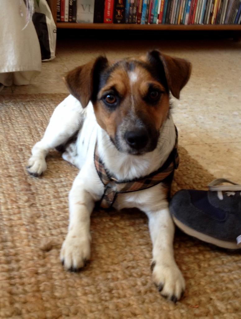 Laos, jack russel de 14 mois