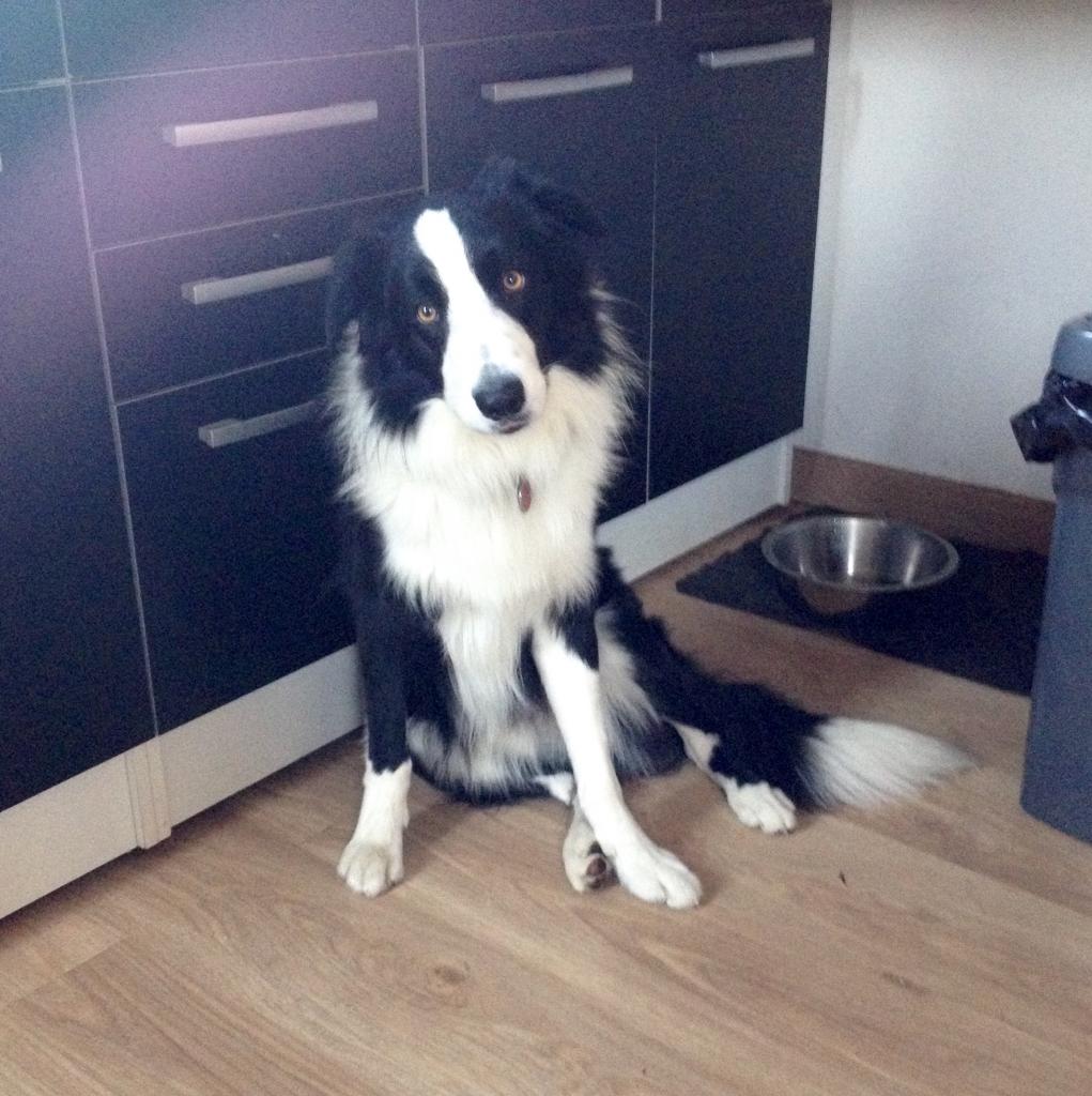 Balto, border collie de 1 an 1/2