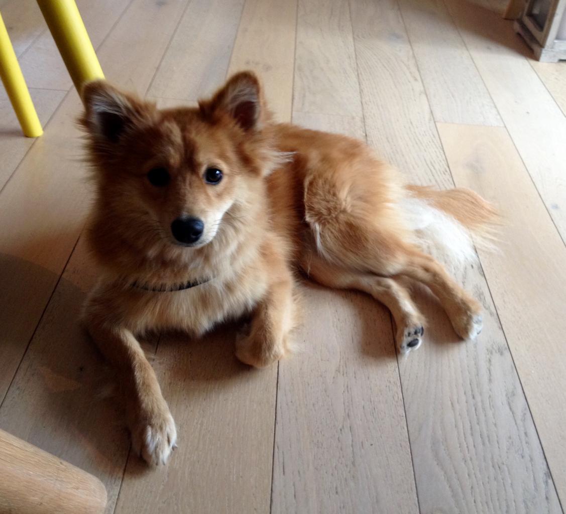 Hatchi, spitz de 1 an