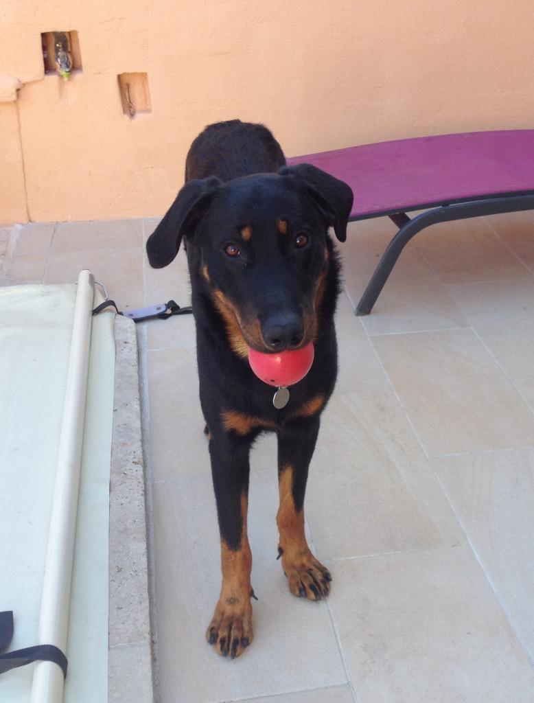 Hercule, beauceron de 1 an